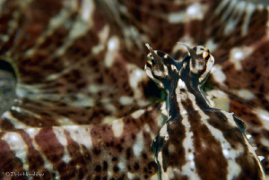 Mimic Octopus Full Frame :o) by Debi Henshaw 